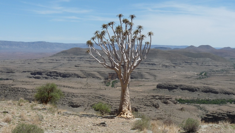 Quivertree